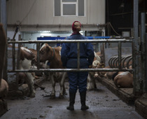 Der Milchkrieg von Dalsmynni, Foto: Haut Et Court