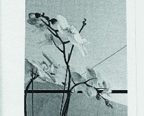 Agnes Ritli, o.T. (Orchidee), 2018, Fundstück: Schwarz-Weiß-Kopie, 31 x 6 cm © und Foto: the artist