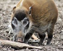 Heidi das Pinselohrschwein ist am 04. Januar eingeschläfert worden. Bild: Tiergarten Nürnberg / Zsuzsanna Helgeth