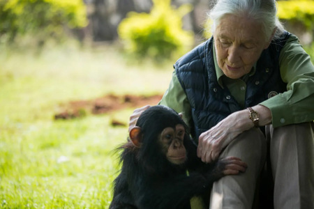 Jane Goodall, Foto: Jane Goodall Institute